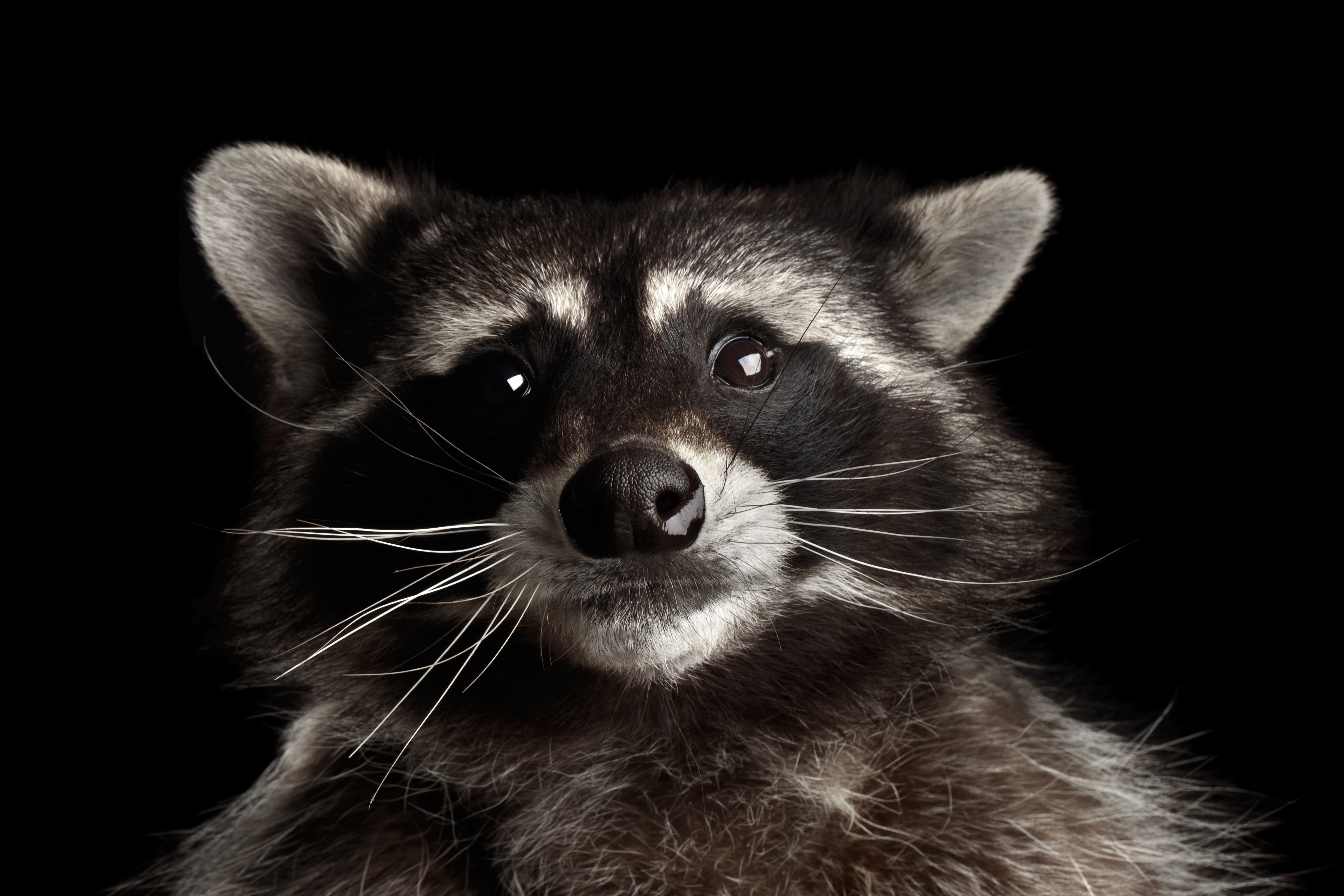 Closeup Portrait Funny Raccoon isolated on Black Background