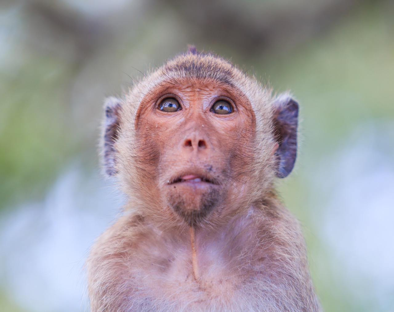 Monkey (crab-eating macaque) Asia Thailand Lone macaque, looking up.