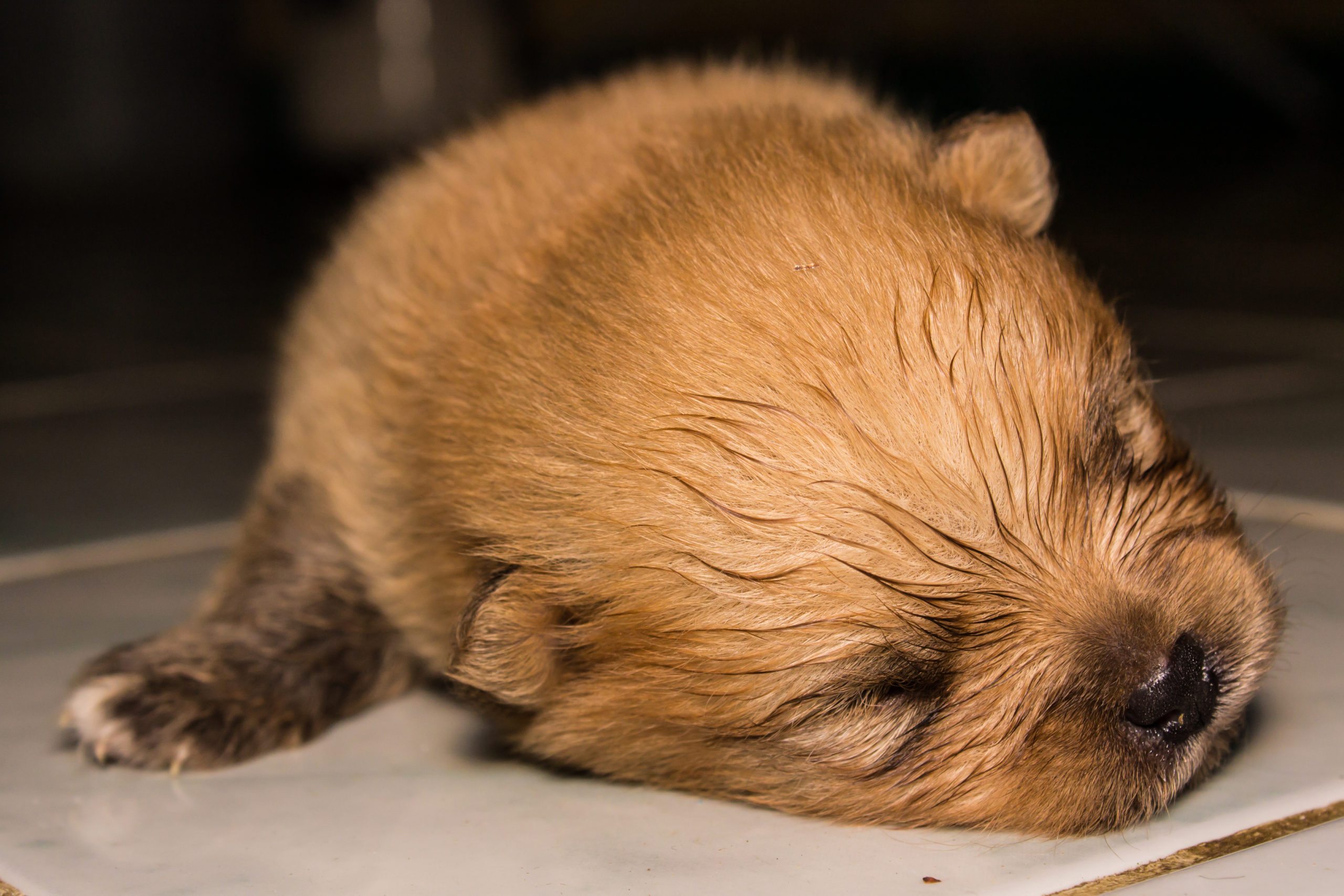 Little fluffy Pomeranian puppy Fluffy Pomeranian puppy, sleeping.